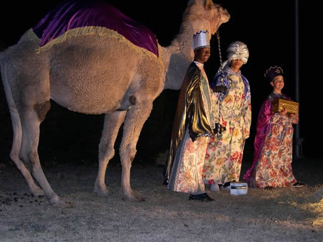 Camel 3 kings