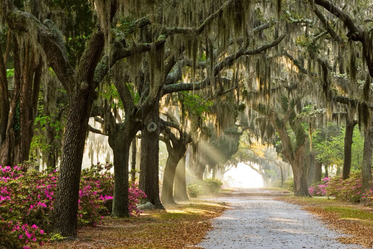 Savannah2